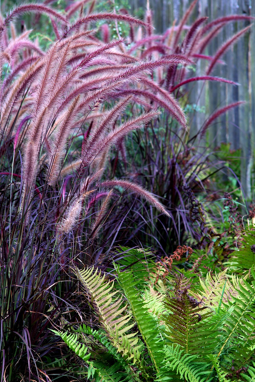 grass  garden  fern free photo