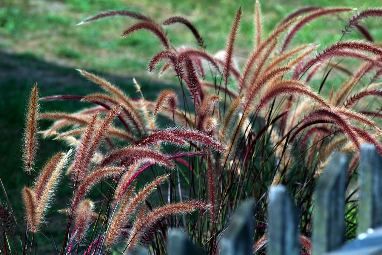 grass  the fence  village free photo