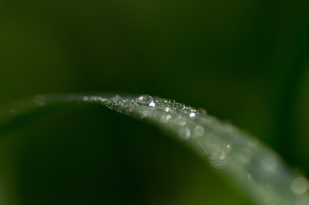 grass  water  drops free photo