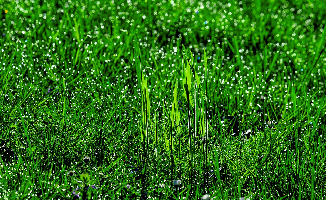 grass  meadow  dew free photo