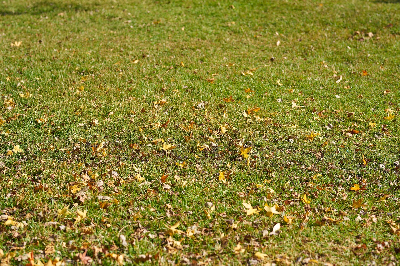 grass  the leaves are  green free photo