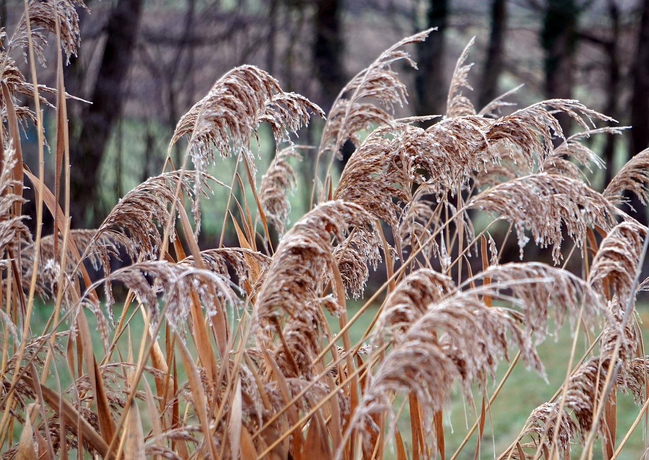 grass  winter  frost free photo