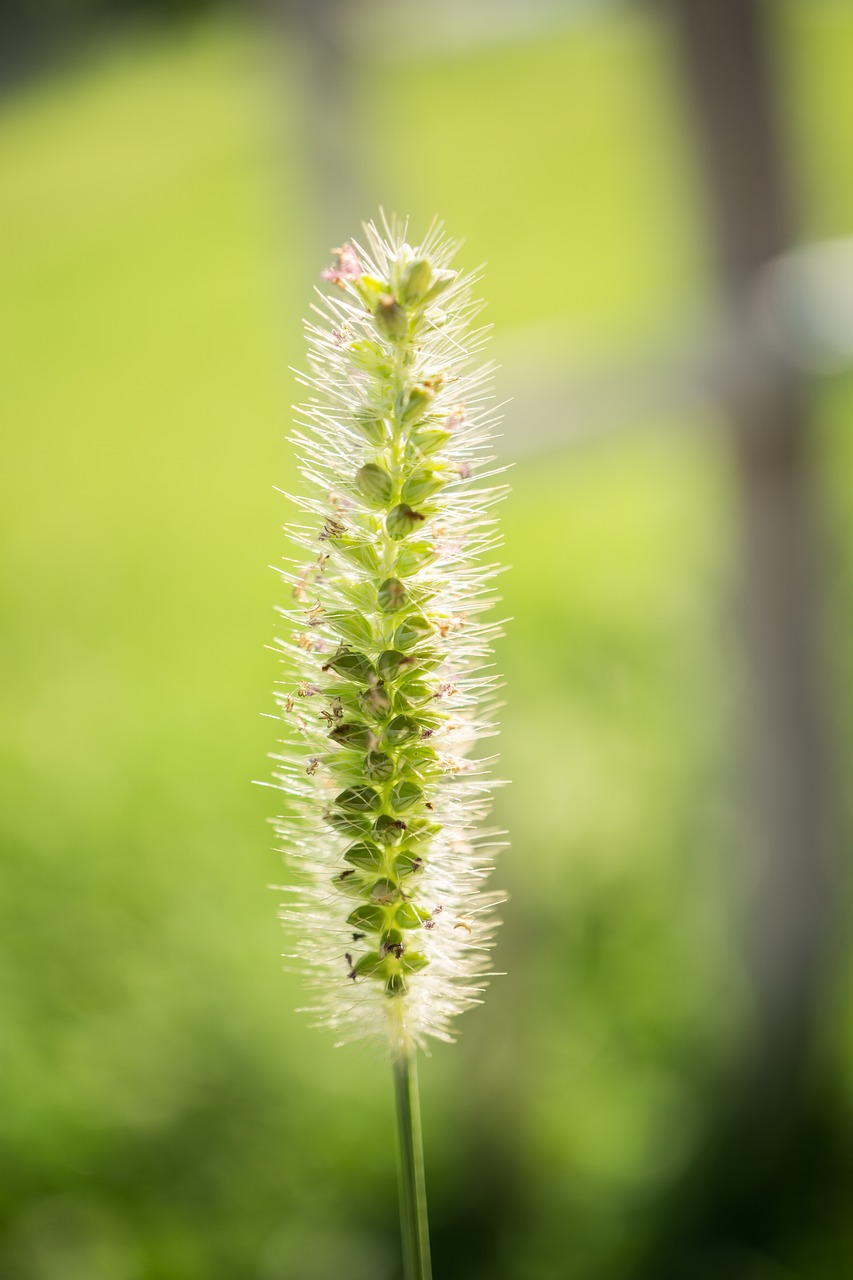 grass  green  nature free photo