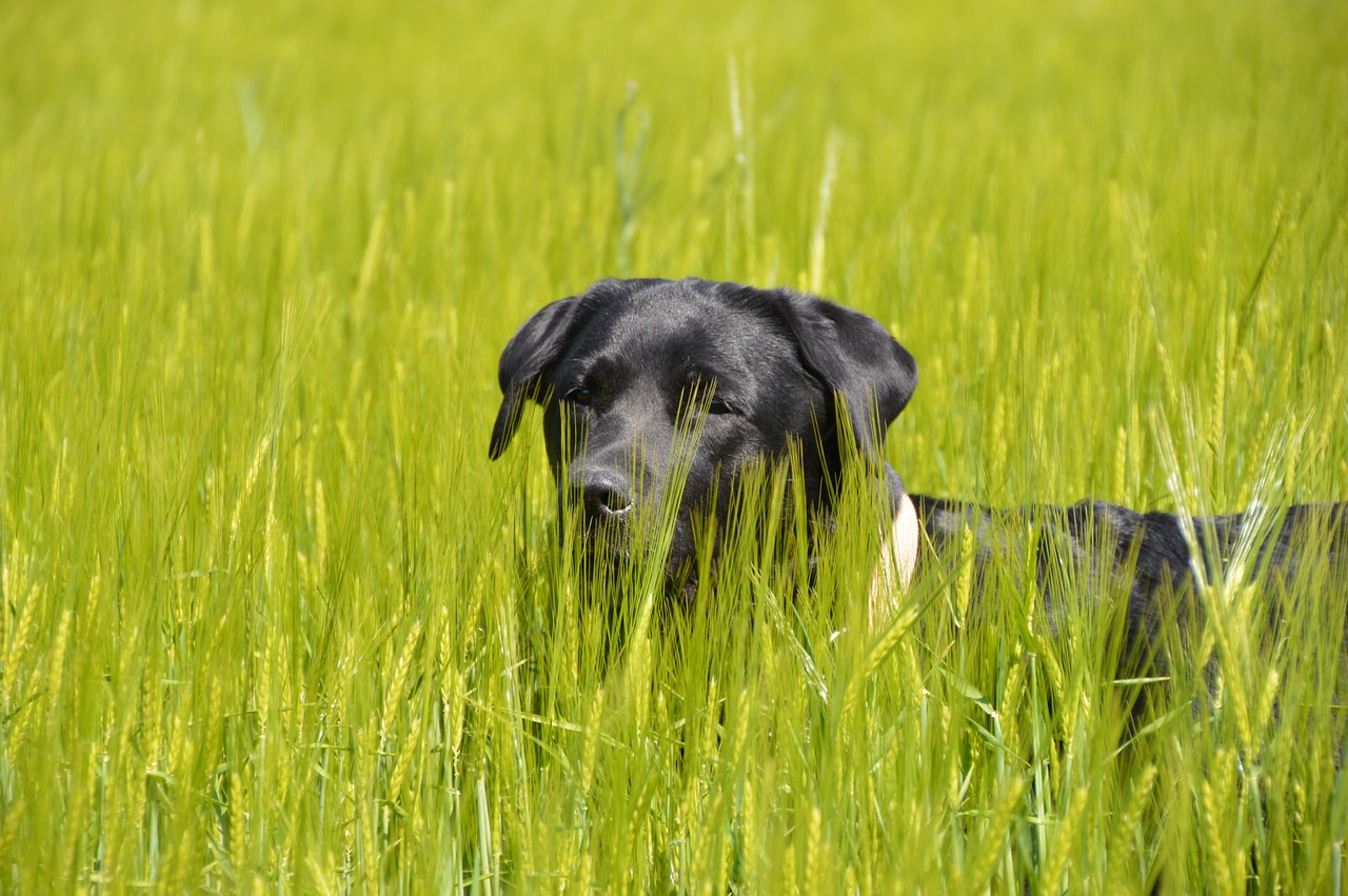 grass  dog  labrador free photo