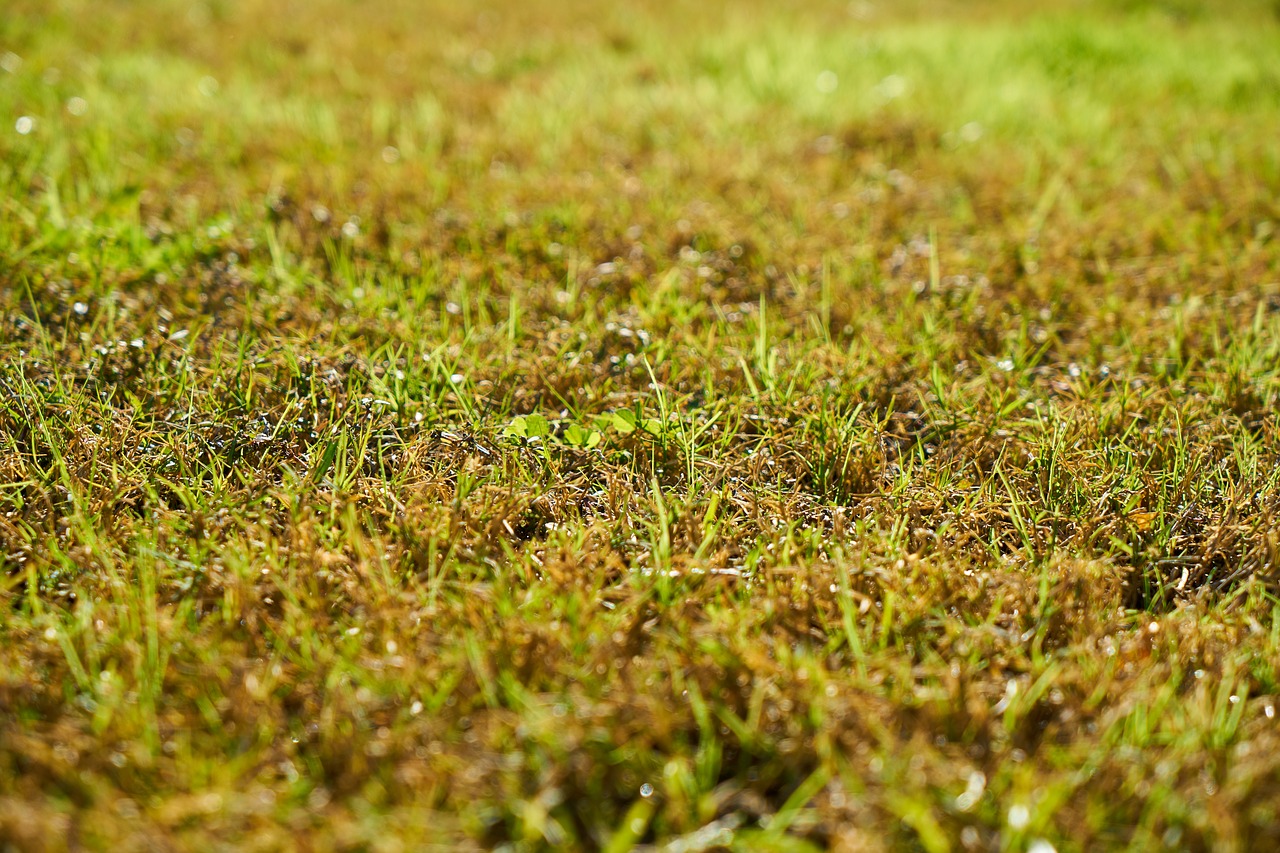 grass  nature  chan free photo