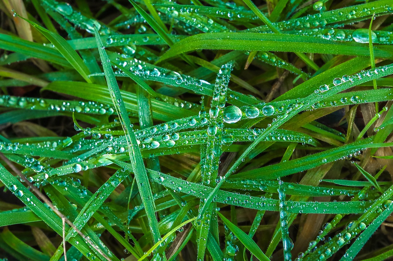 grass  in the morning  drops free photo