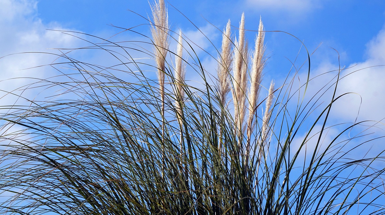 grass  sky  blue free photo