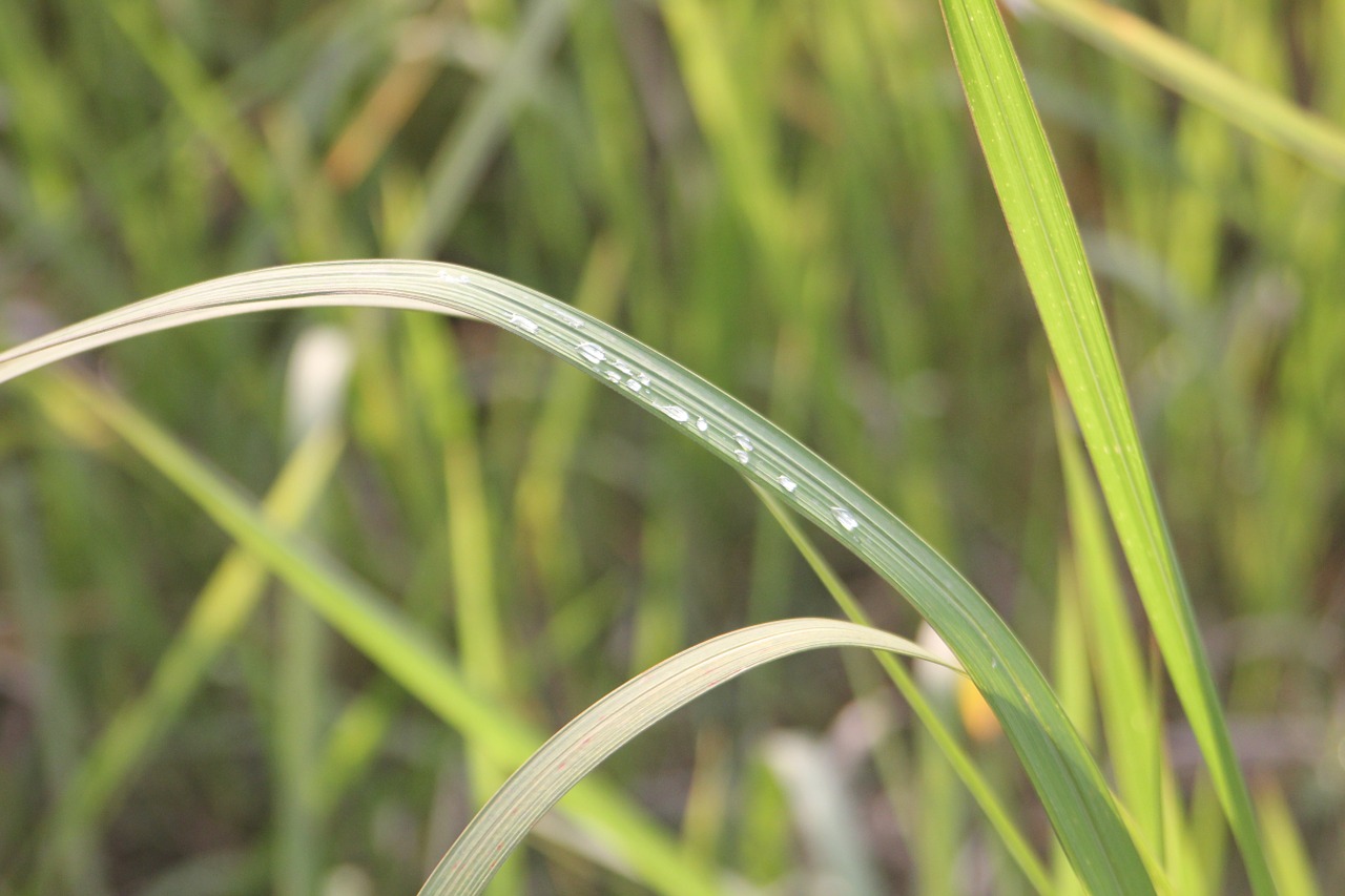 grass water drops plant free photo