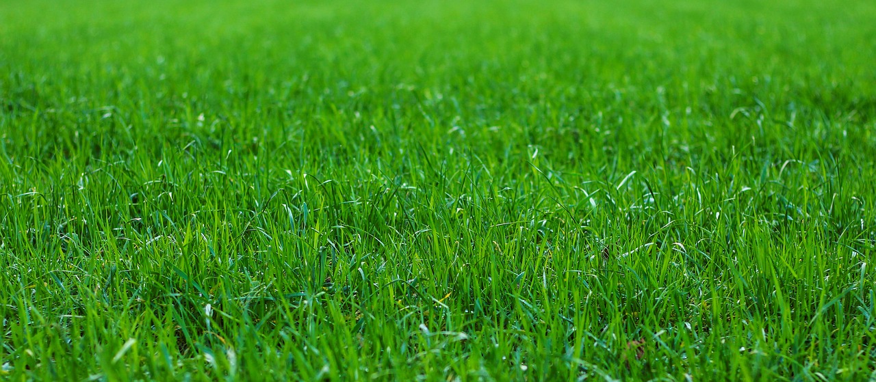 grass  meadow  rush free photo