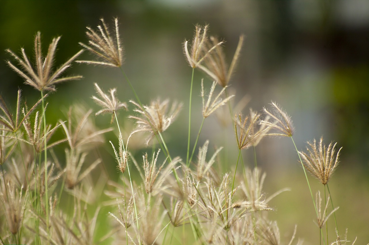 grass  brown  nature free photo