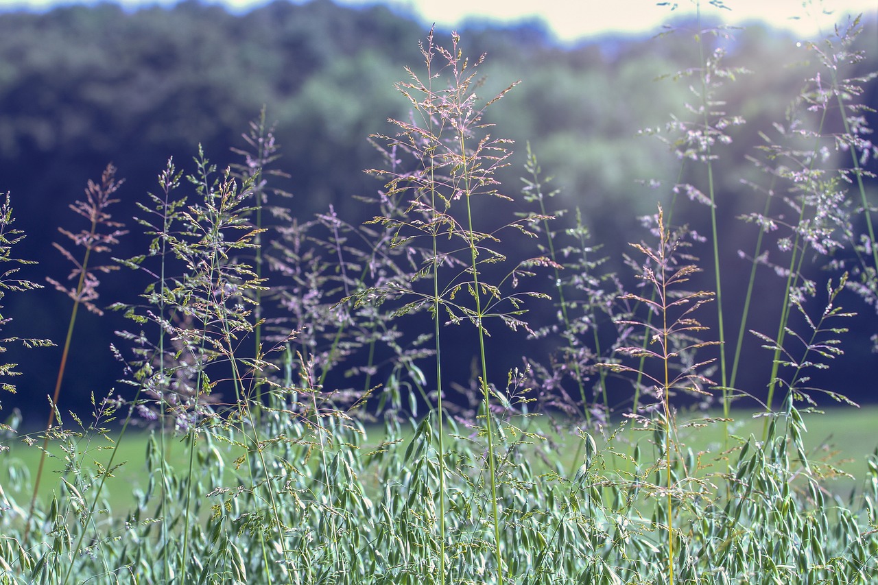 grass  meadow  nature free photo