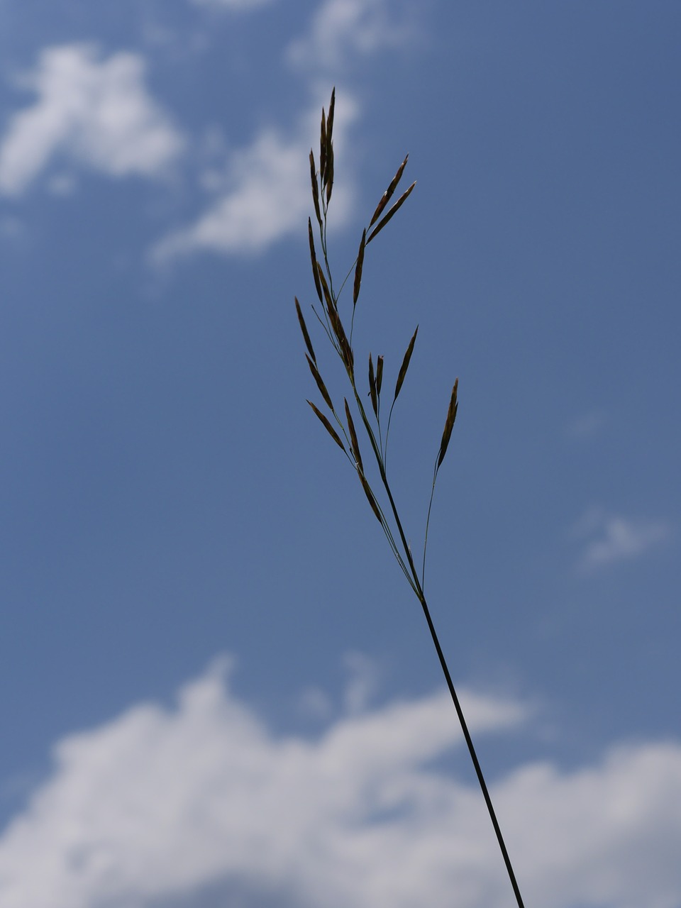 grass sky environment free photo