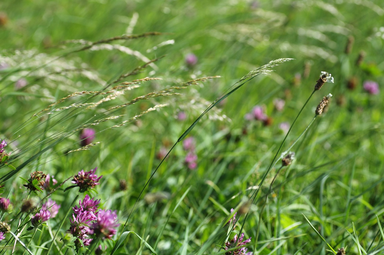 grass  field  meadow free photo