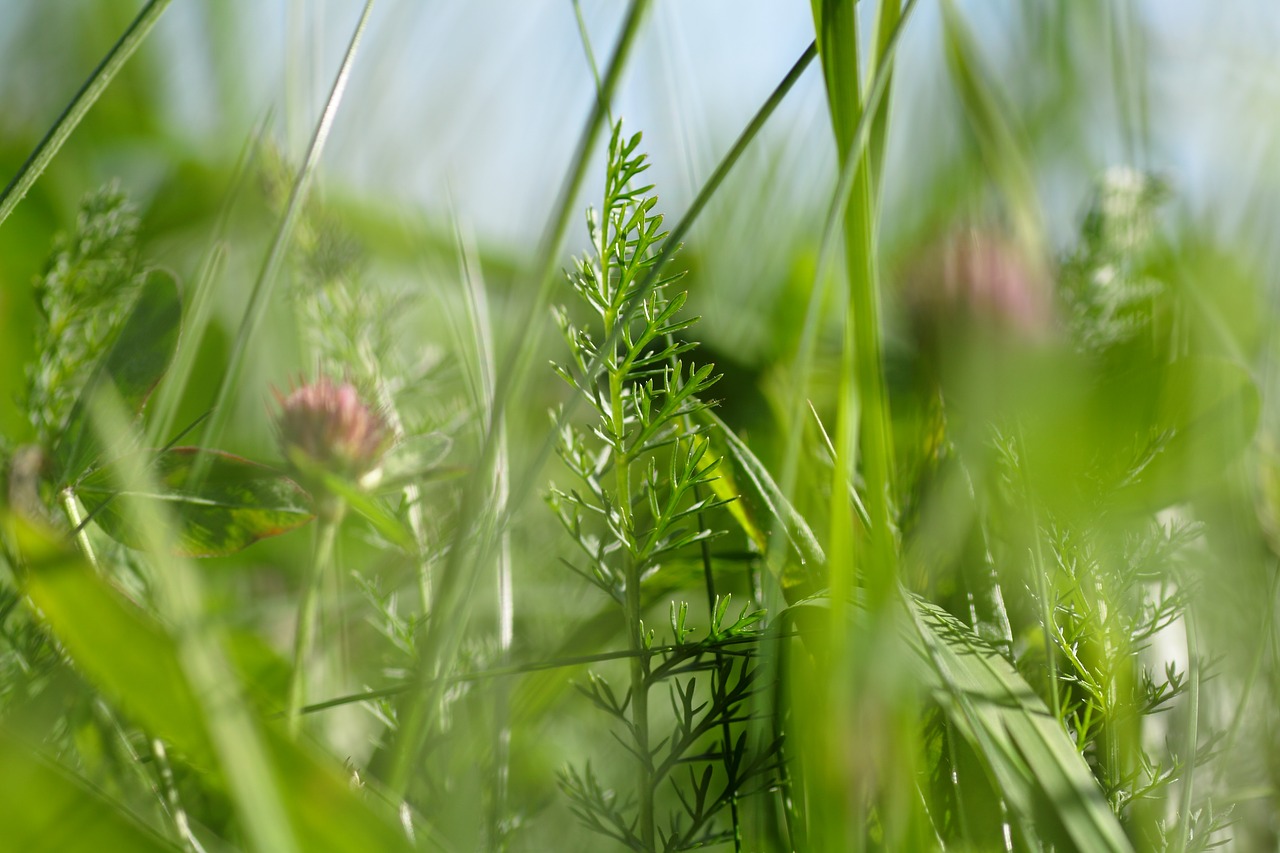 grass  field  meadow free photo