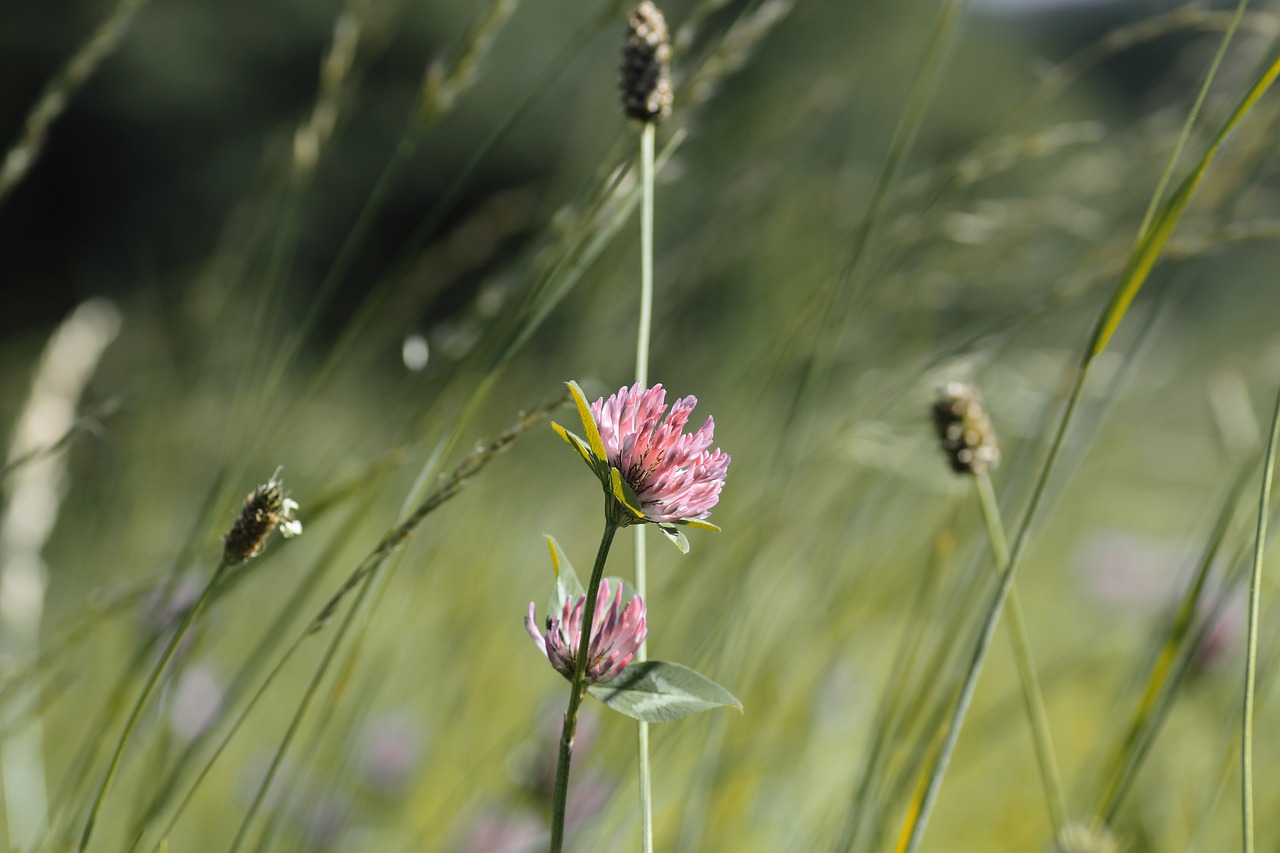 grass  field  meadow free photo