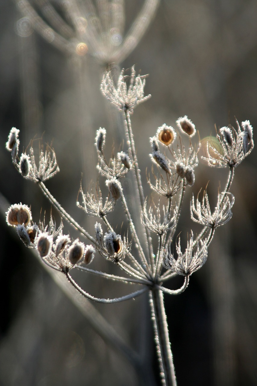 grass  winter  nature free photo