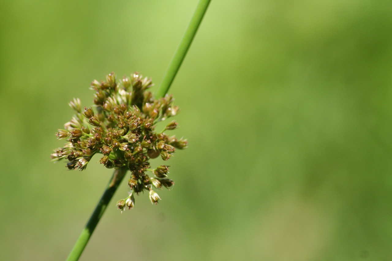 grass  rush  landscape free photo