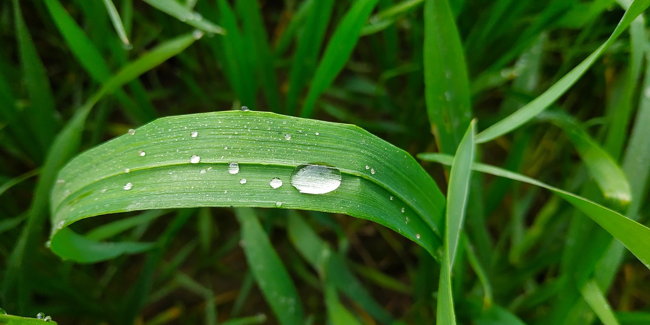 grass  dew  green grass free photo