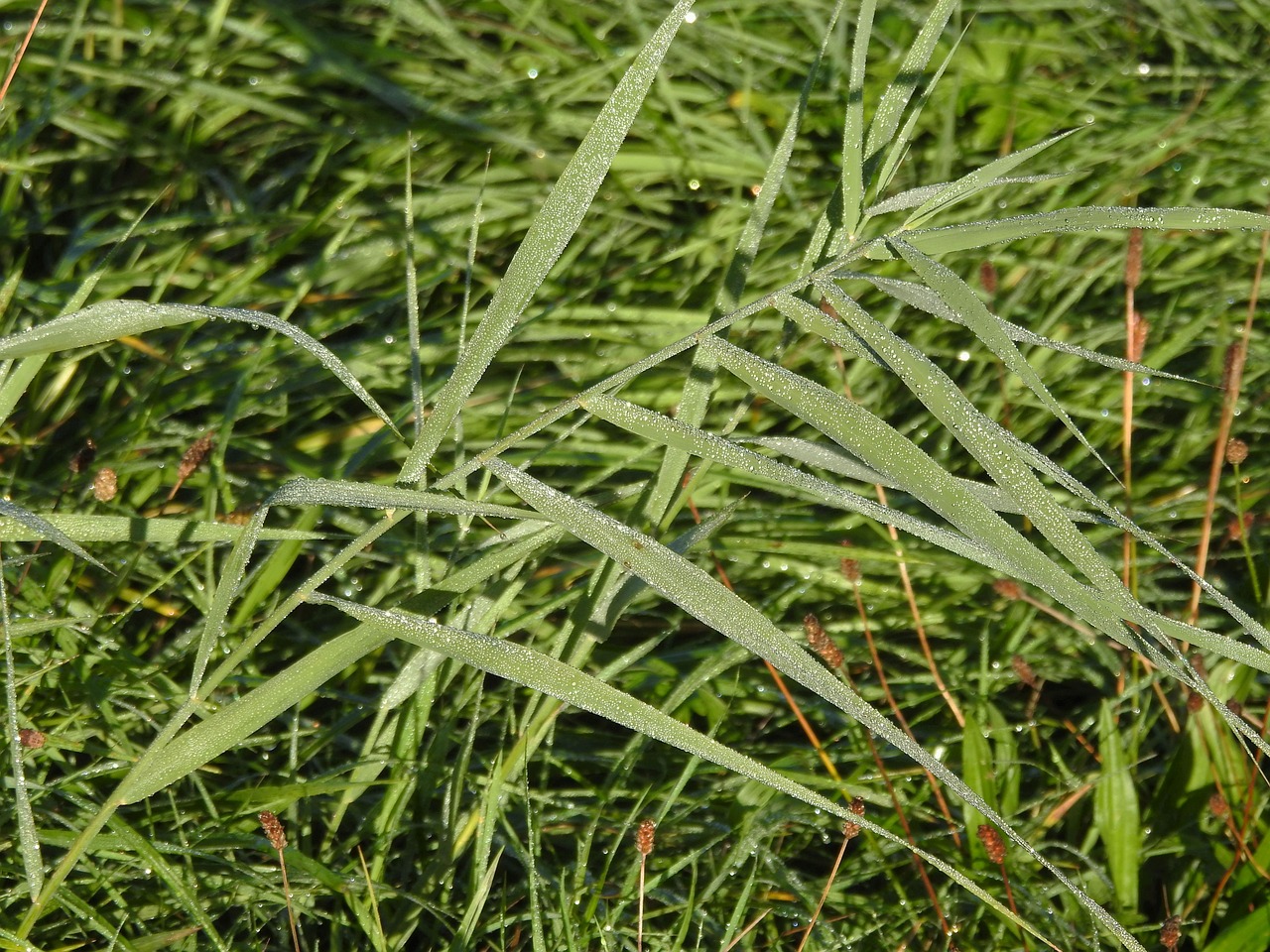 grass  grasses  meadow free photo