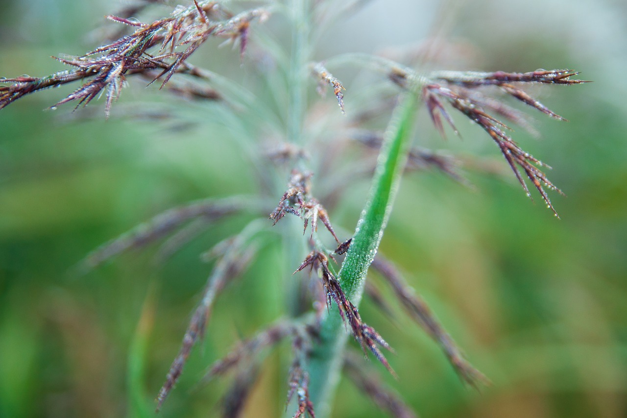 grass  close up  moist free photo