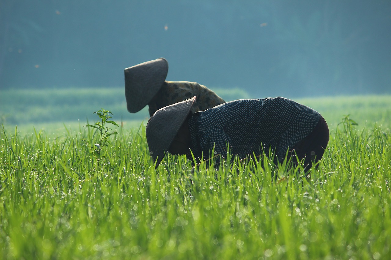 grass  field  human free photo