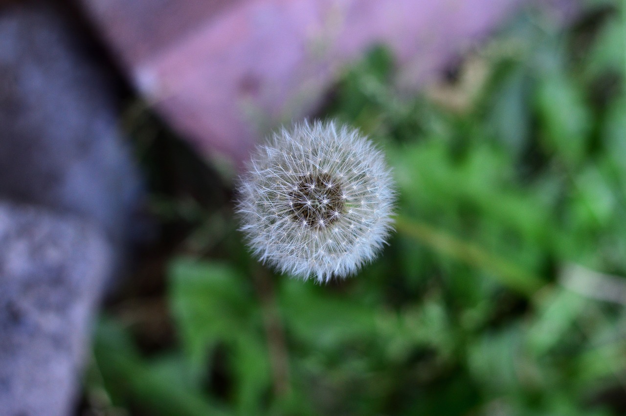 grass  macro  nature free photo