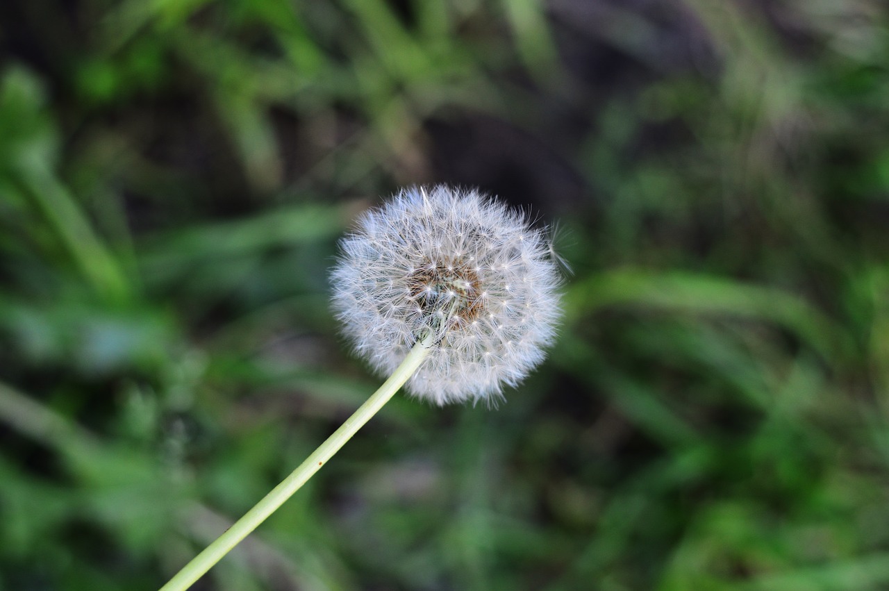 grass  macro  nature free photo