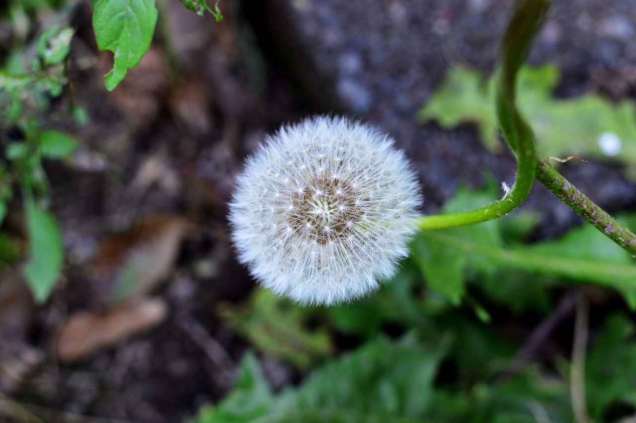 grass  macro  nature free photo