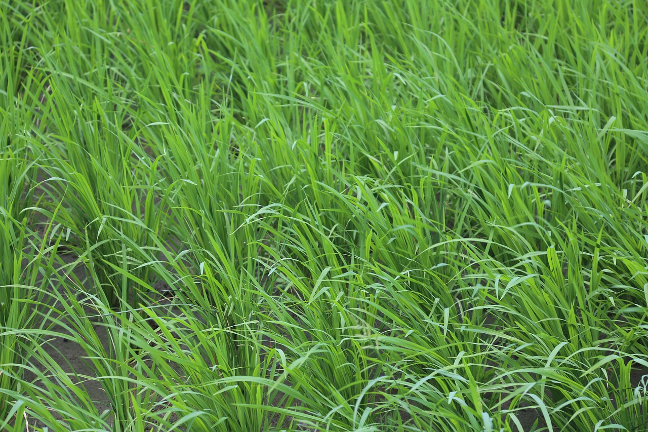 grass  green  nature free photo