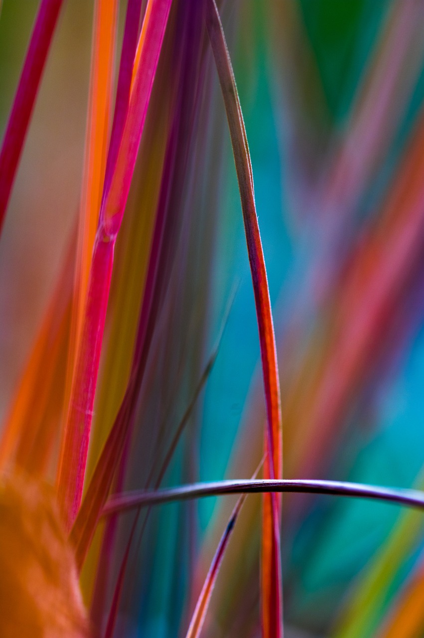 grass  abstract  detail free photo