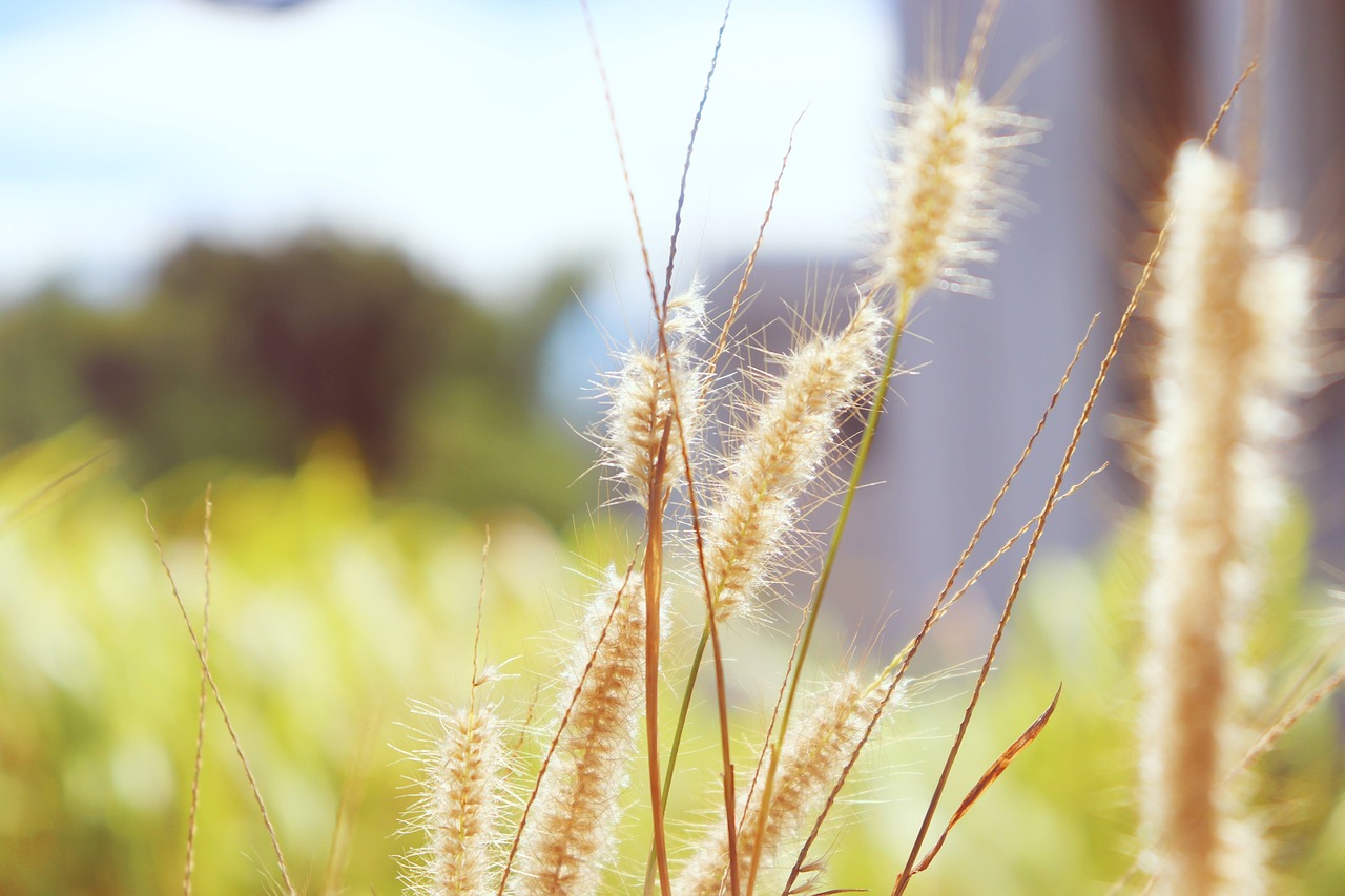 grass  nature  peace free photo