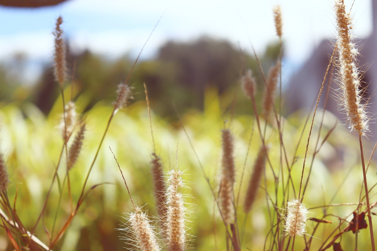 grass  nature  peace free photo