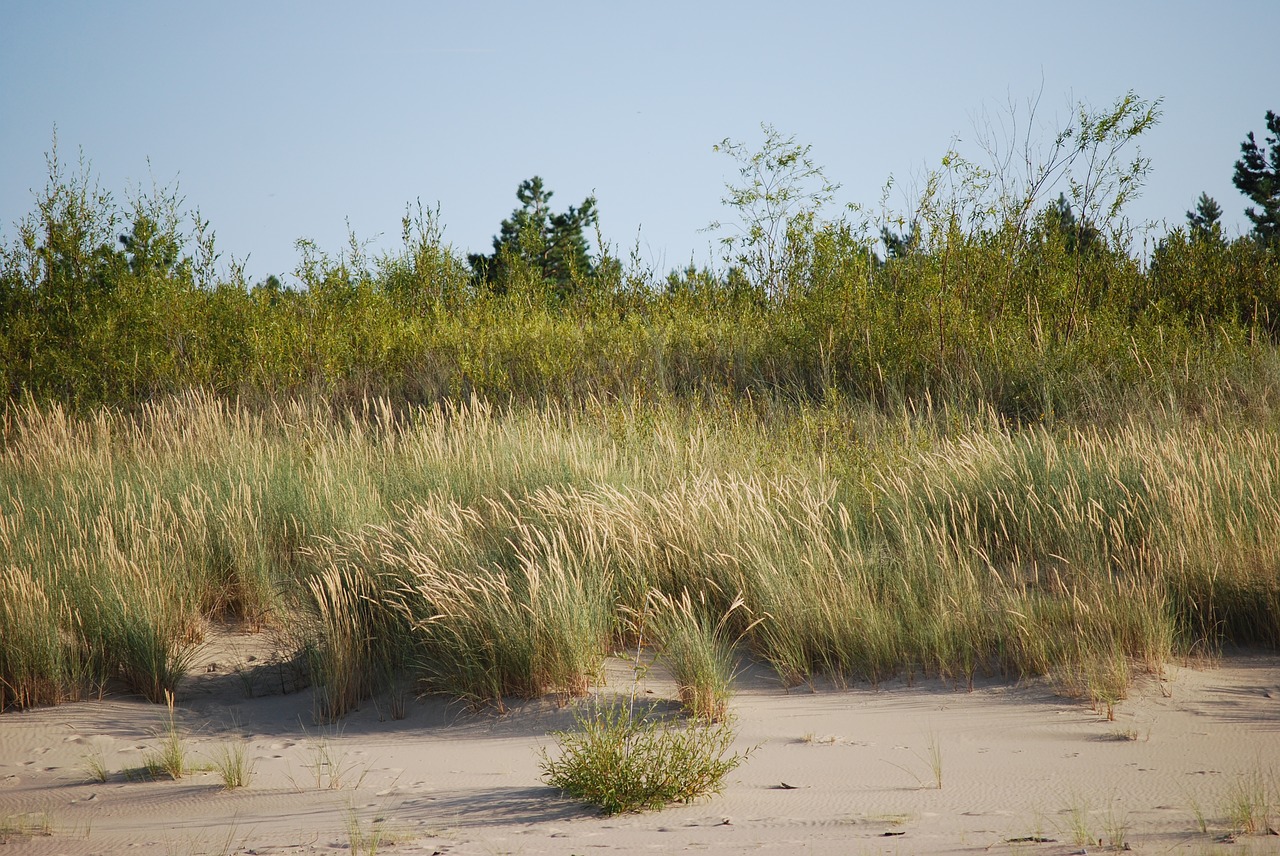 grass  sea  beach free photo