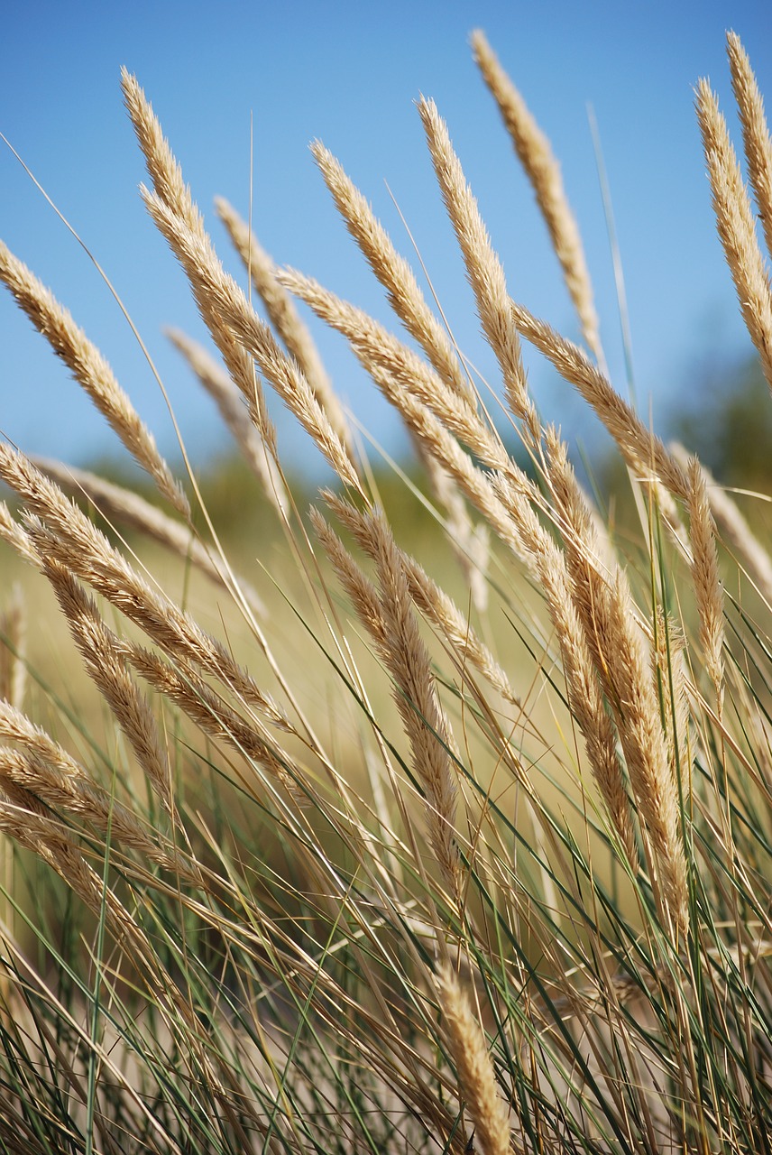 grass  beach  dune free photo