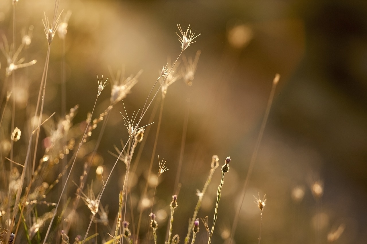 grass  grasses  plant free photo