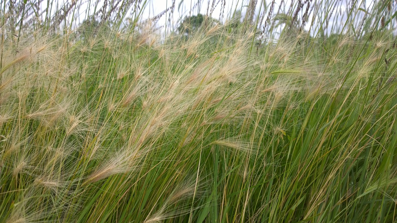 grass meadow green free photo