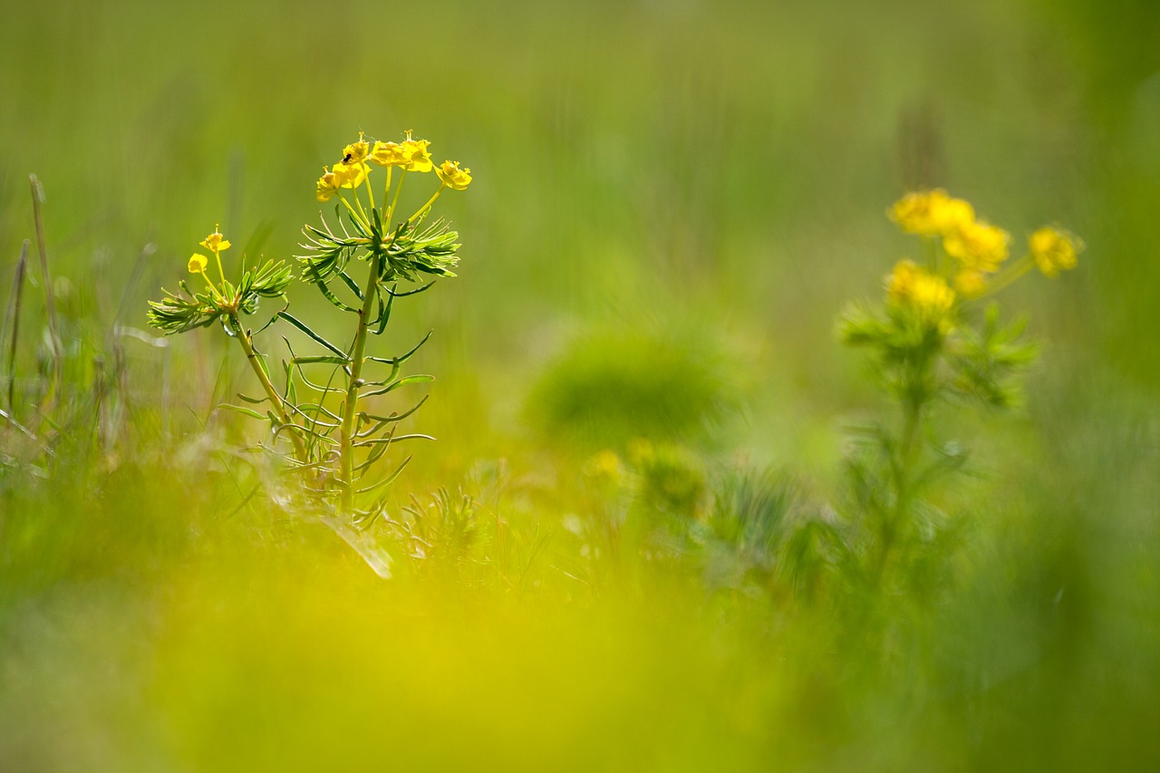 grass  nature  spring free photo