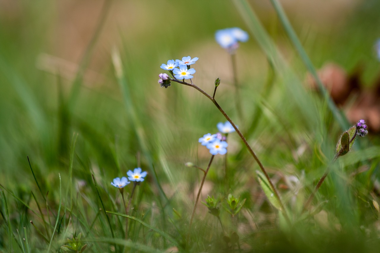 grass  nature  spring free photo