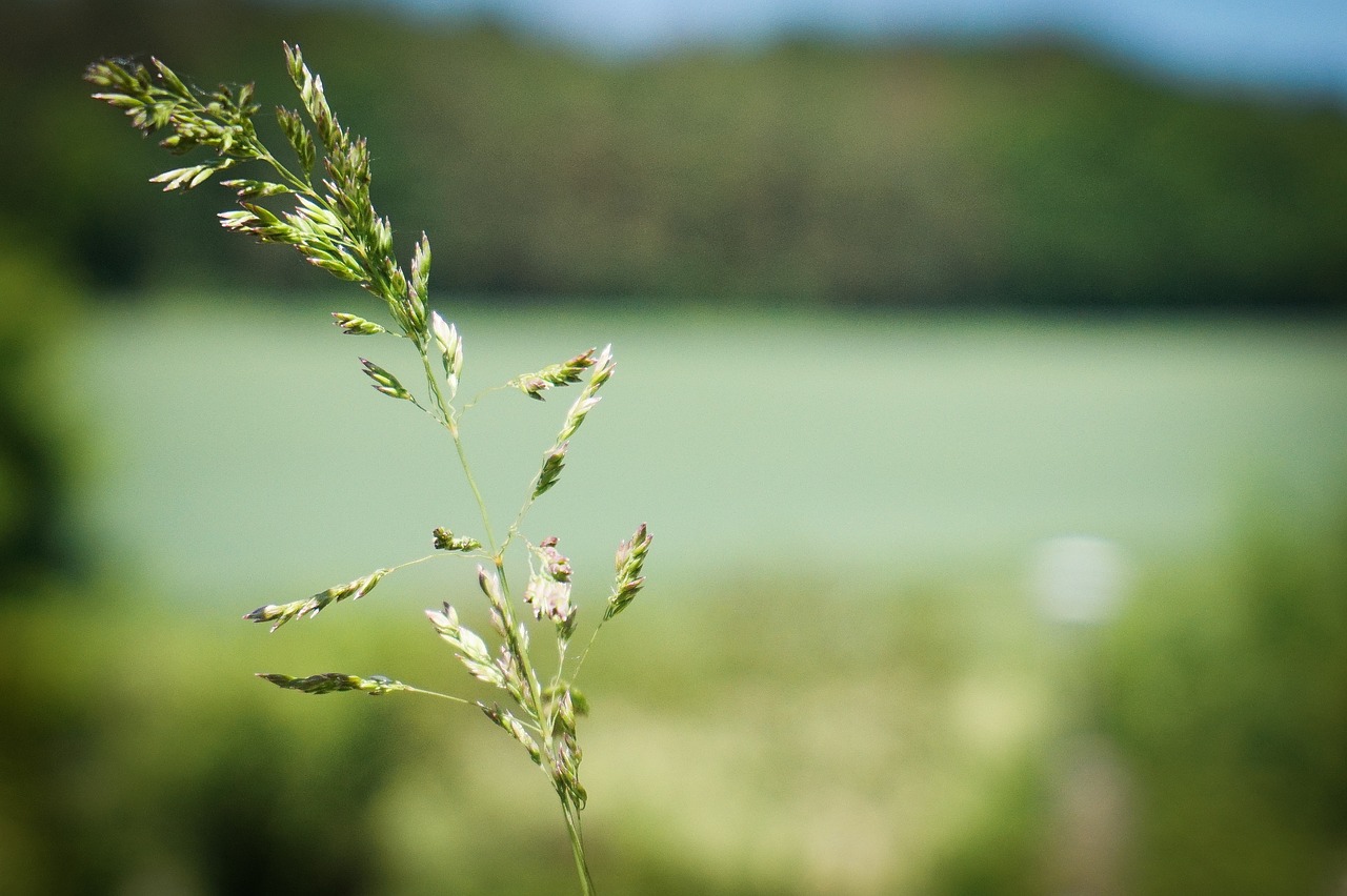 grass  summer  nature free photo