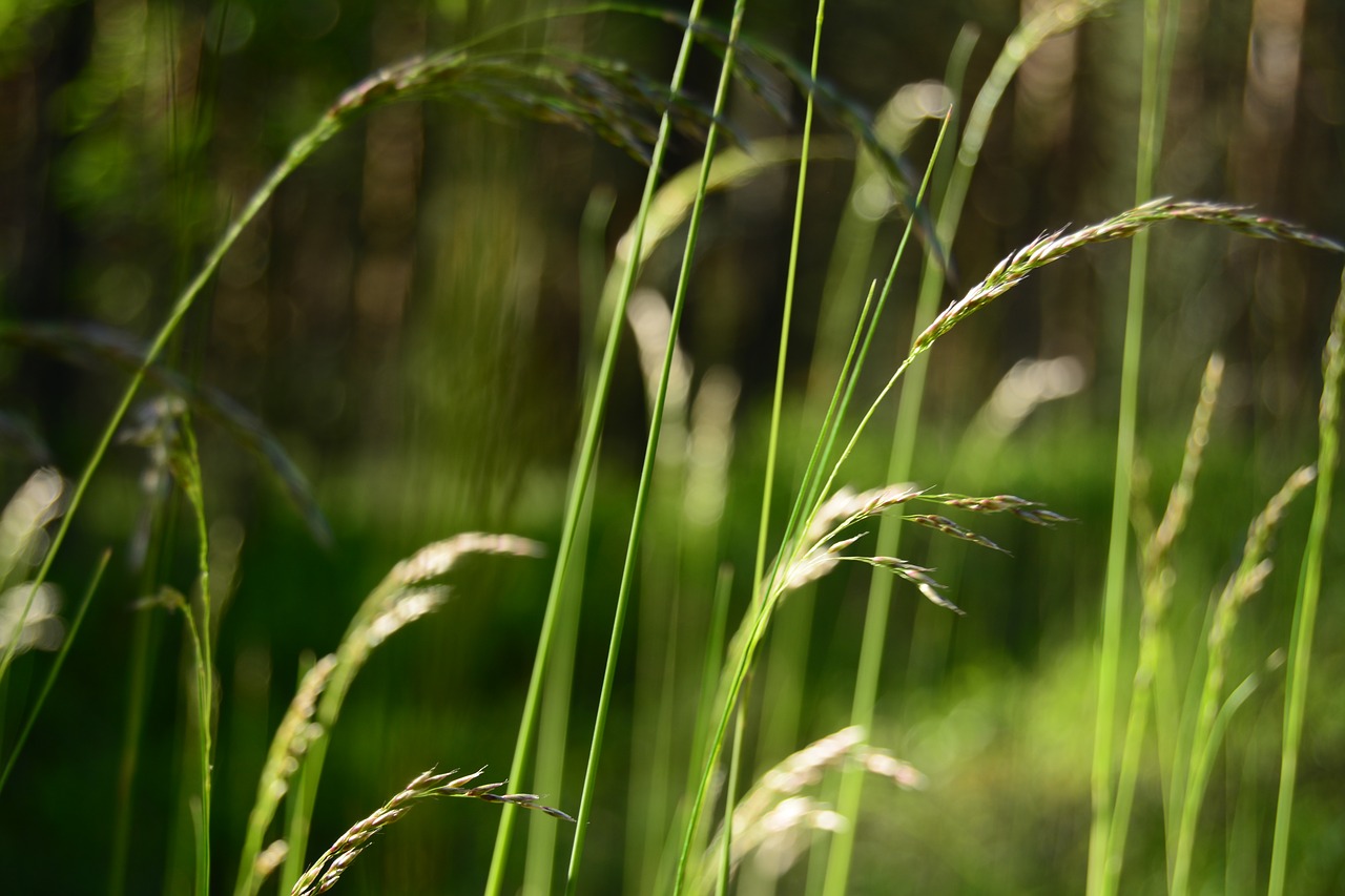 grass  green  forest free photo