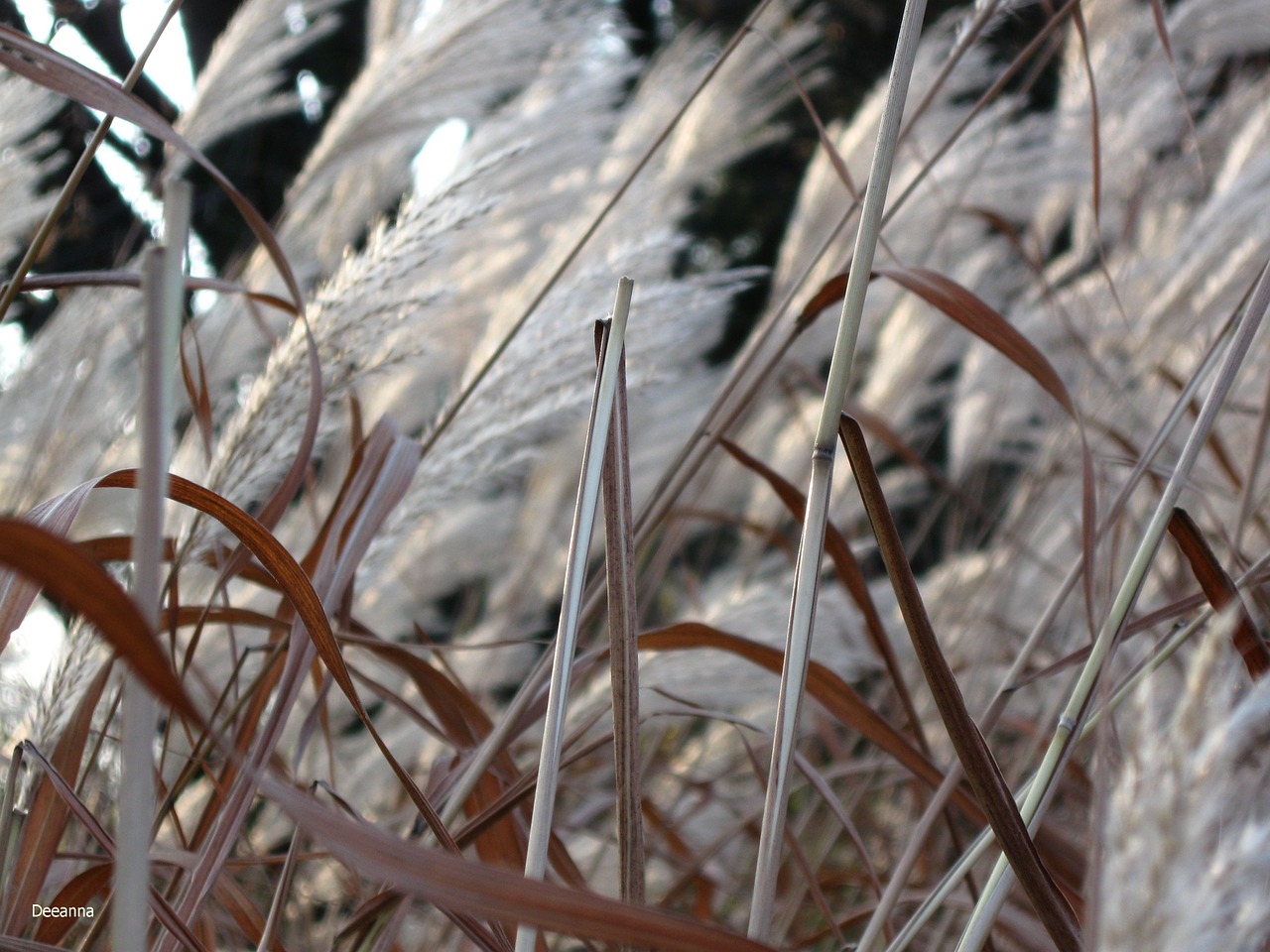 grass background meadow free photo