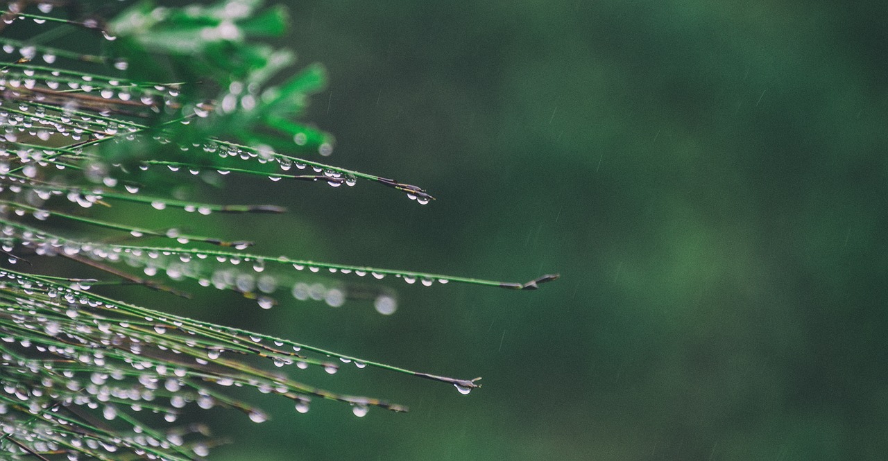 grass  droplets  wet free photo