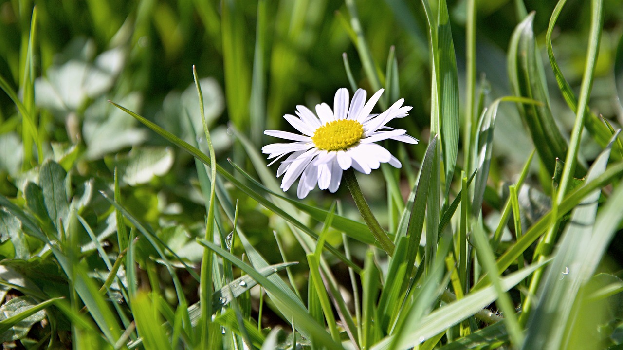 grass  nature  flower free photo