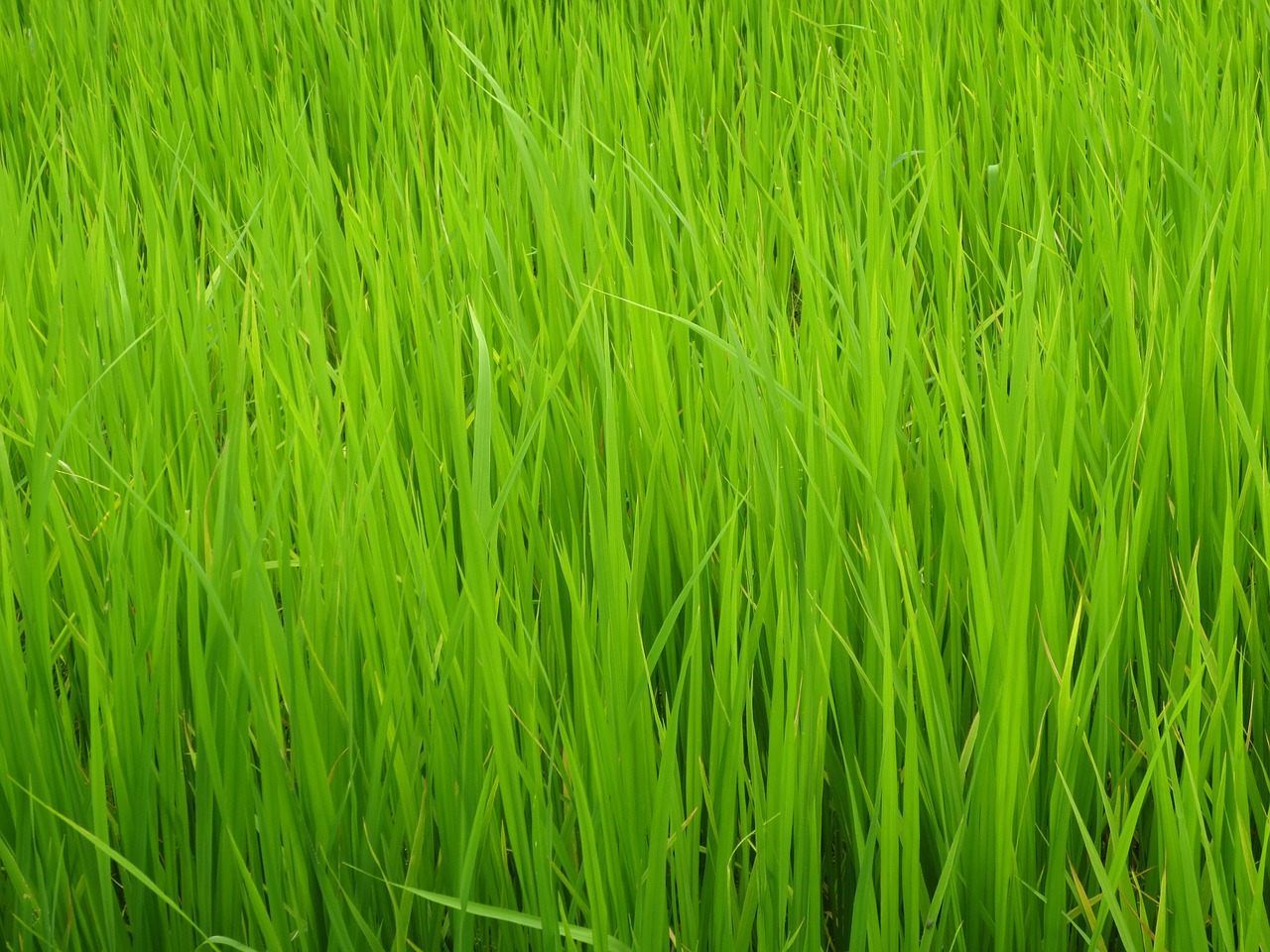 grass green field free photo