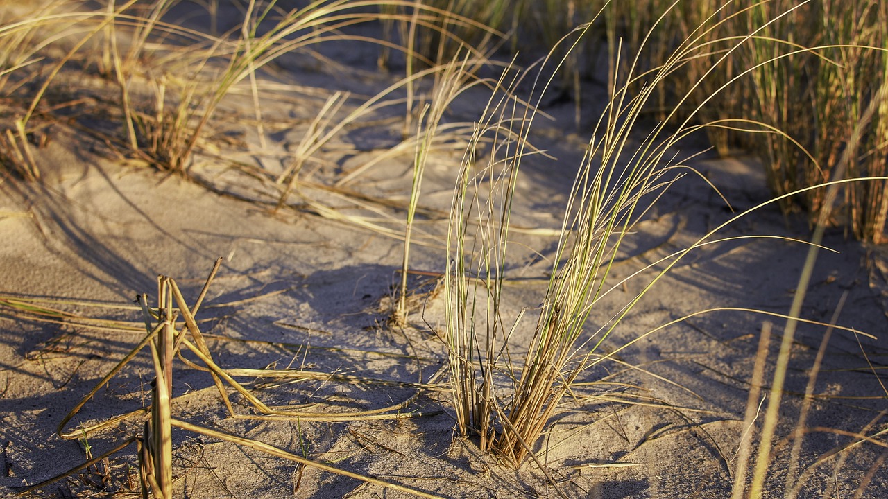 grass  beach  herbs free photo