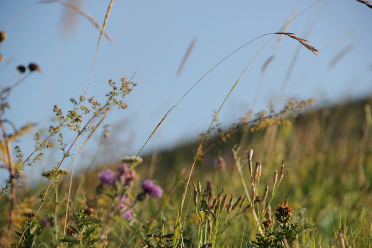 grass  nature  landscape free photo