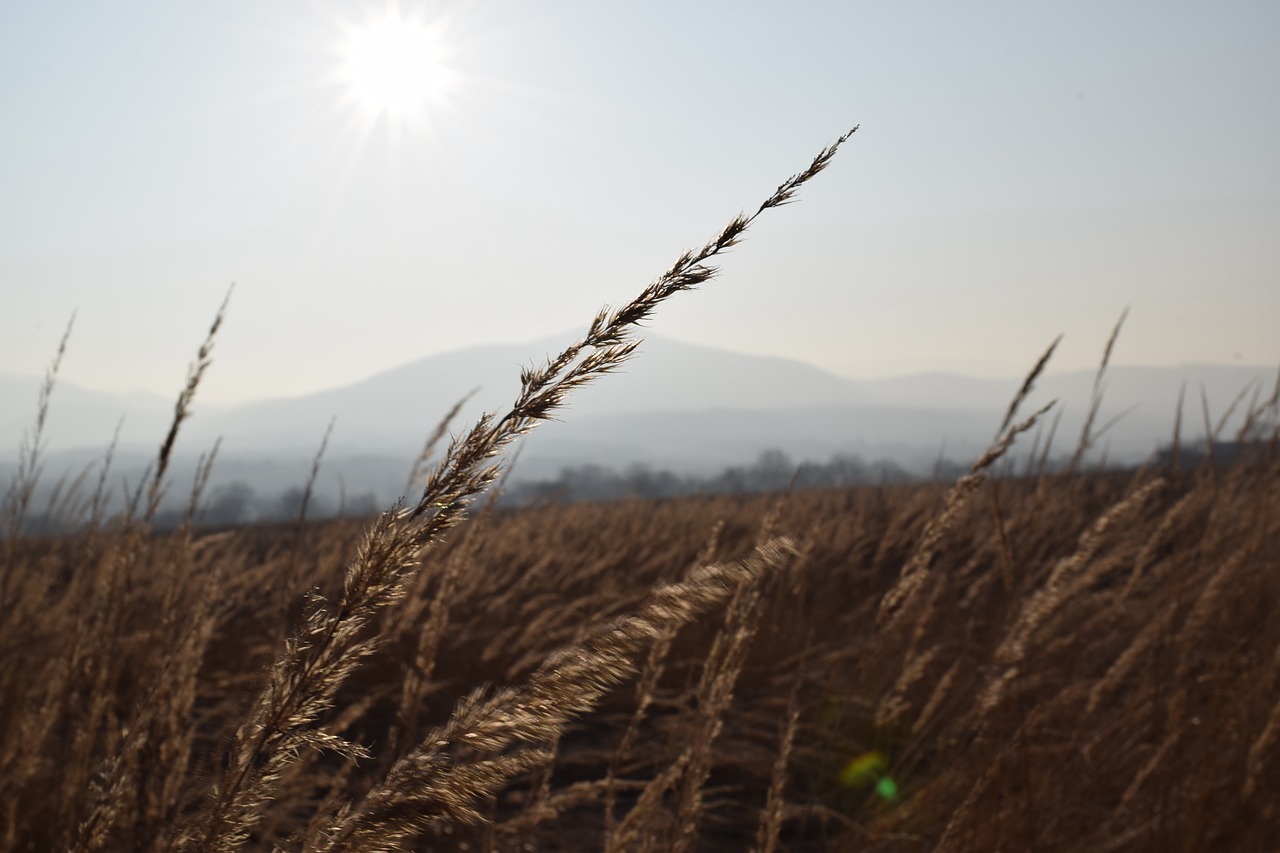 grass  sun  sunny free photo