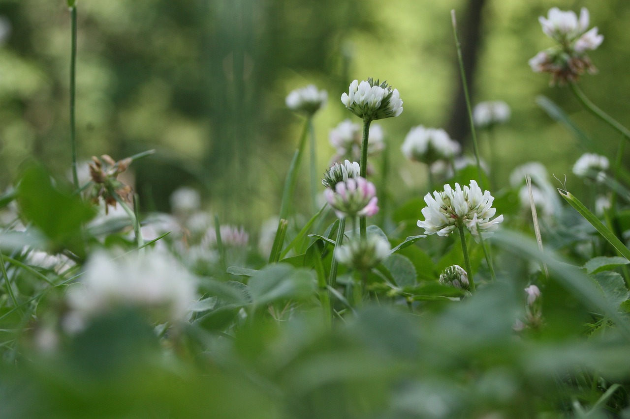 grass  clover  nature free photo