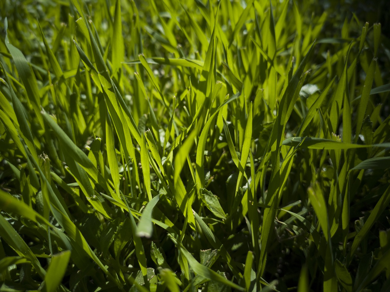 grass  green  field free photo
