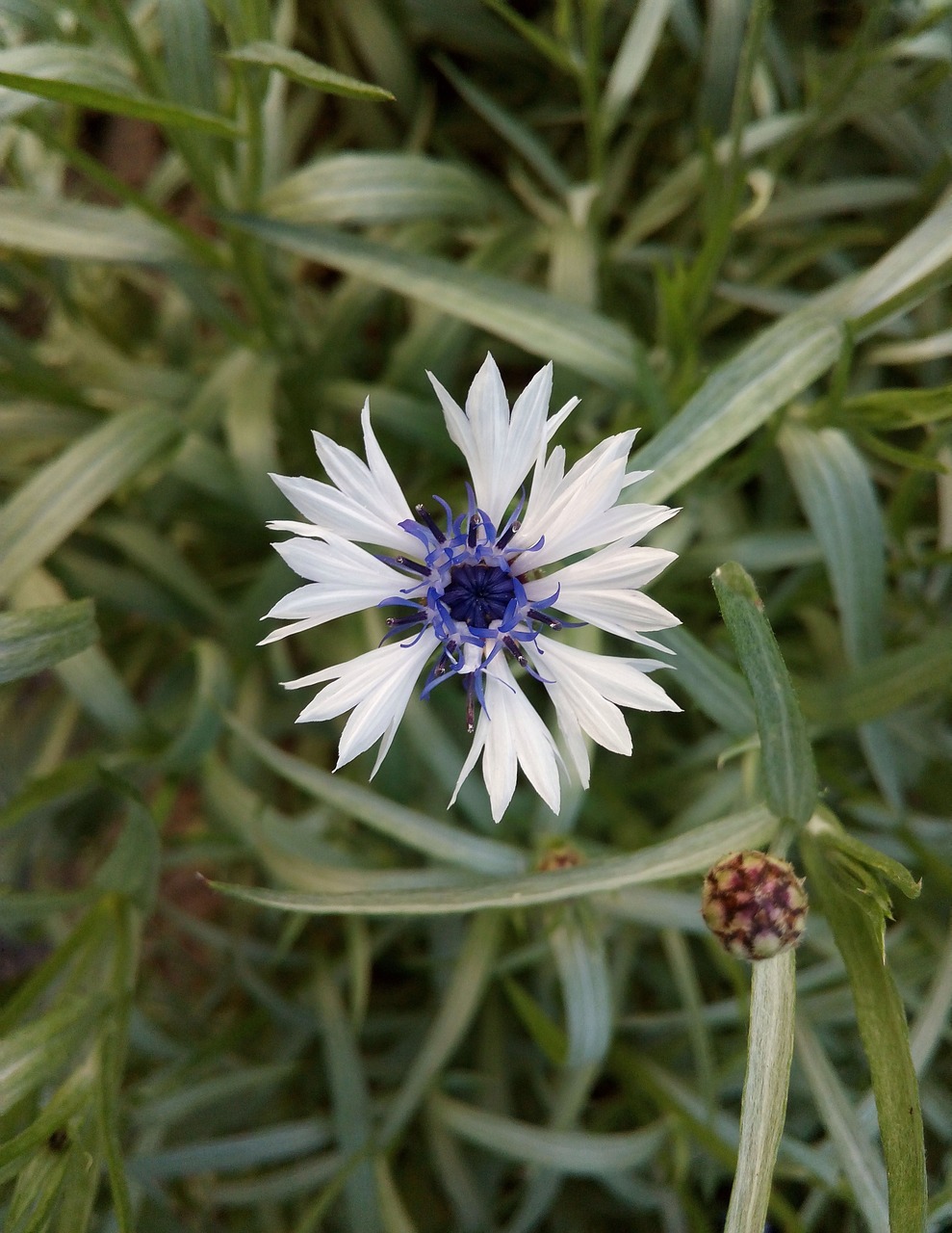 grass  flower  blue free photo